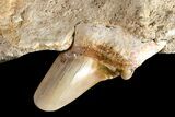 Otodus Shark Tooth Fossil in Rock - Eocene #161122-2